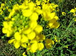 IMG_1151.JPG